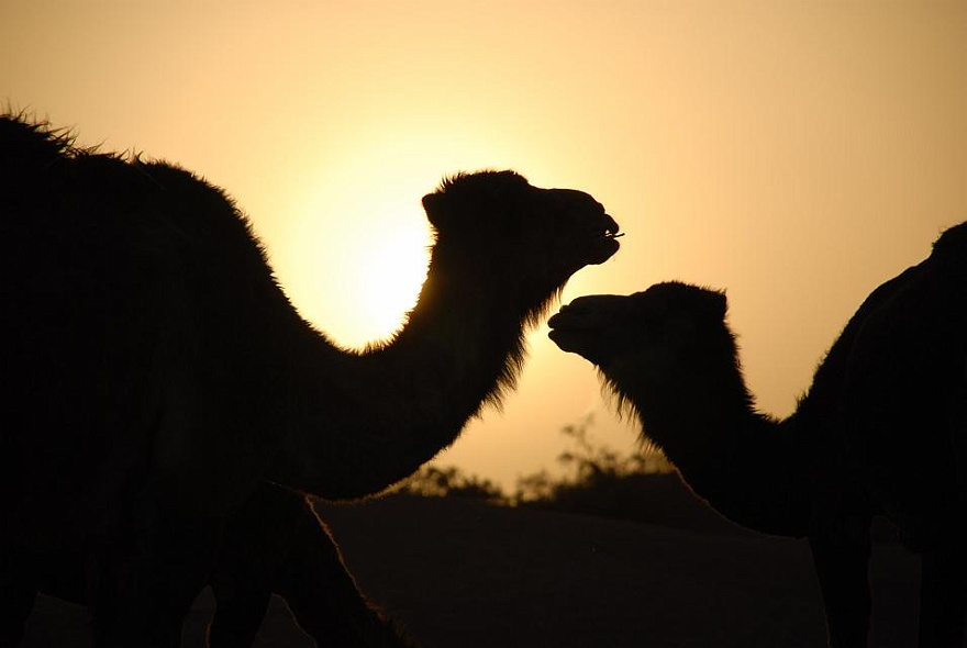 DSC_0309.JPG - sunset at Sahara.