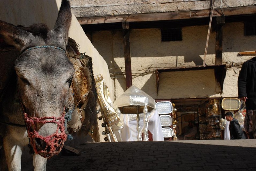 DSC_0400.JPG - In the back: objects for a wedding party - but only donkey marry!