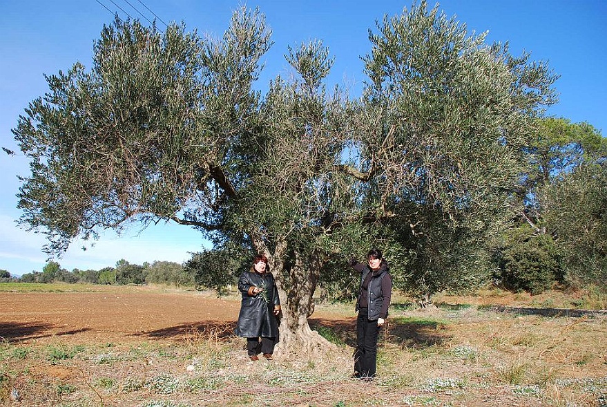 DSC_0787.JPG - olive tree (in the middle)