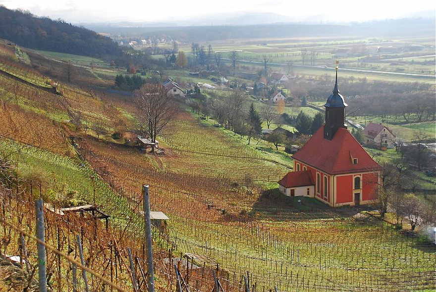 DSC_0423.jpg - Vineyards of Pillnitz.