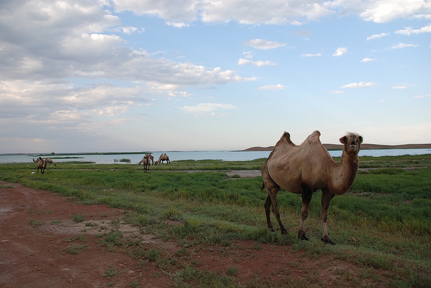 DSC_0443R.jpg - dromedary at the lake