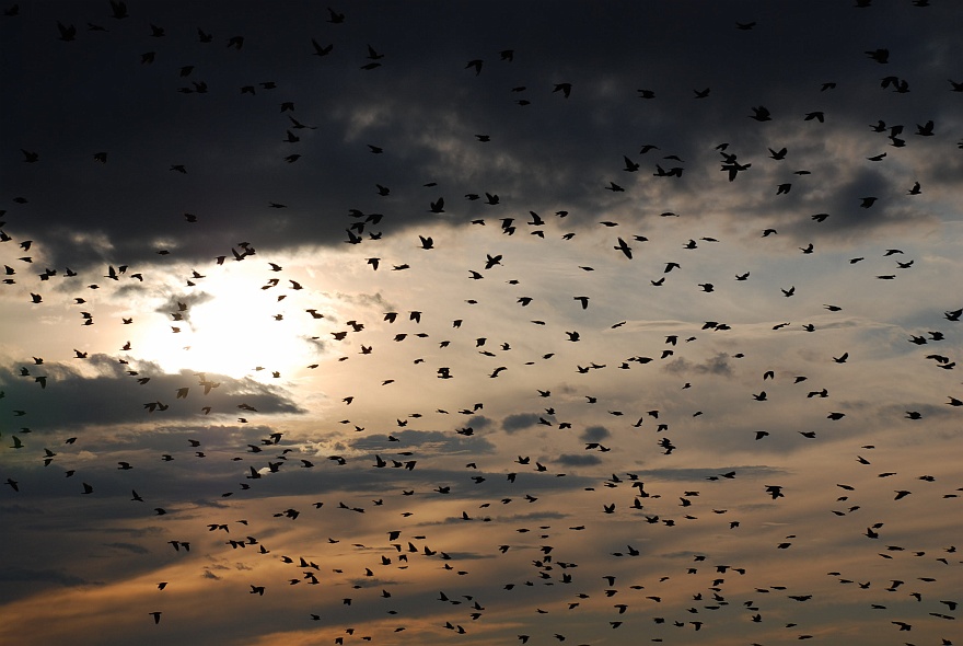 DSC_506a.JPG - crows in the evening