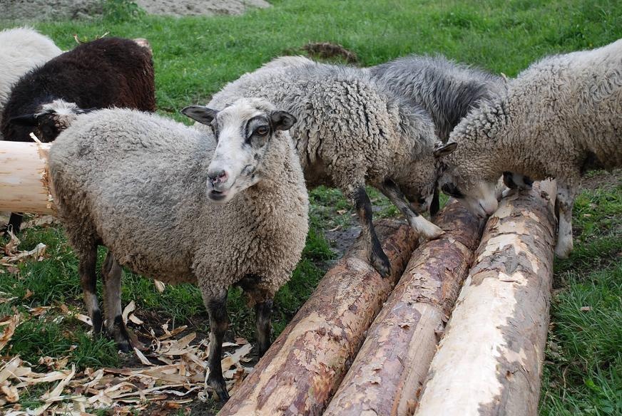 DSC_0323.JPG - The sheeps of our neighbours eat the bark