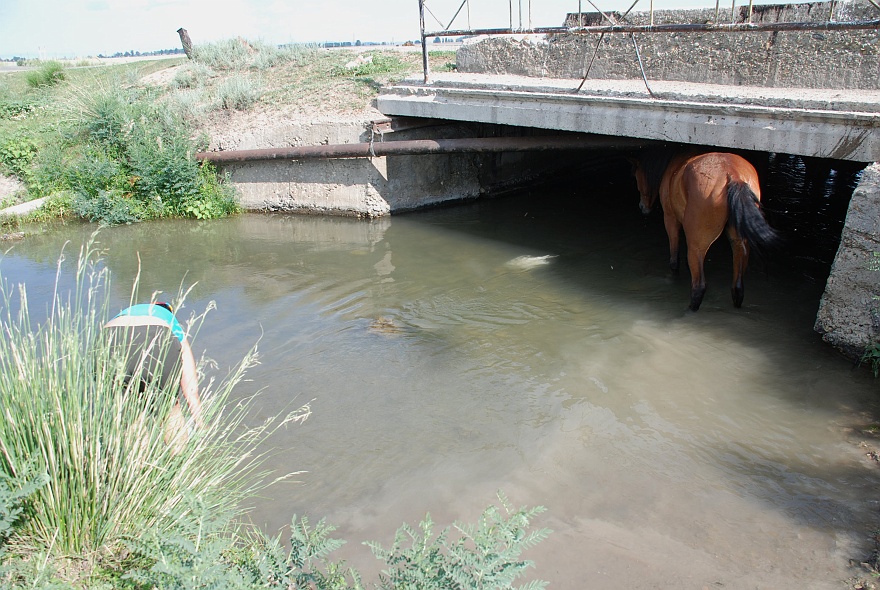 DSC_0582R.jpg - Wir nehmen Wasser, da an unserem Auto unten alles rausgelaufen ist. Pferde stehen unter der Bruecke und suchen Schutz vor der Mittagssonne.