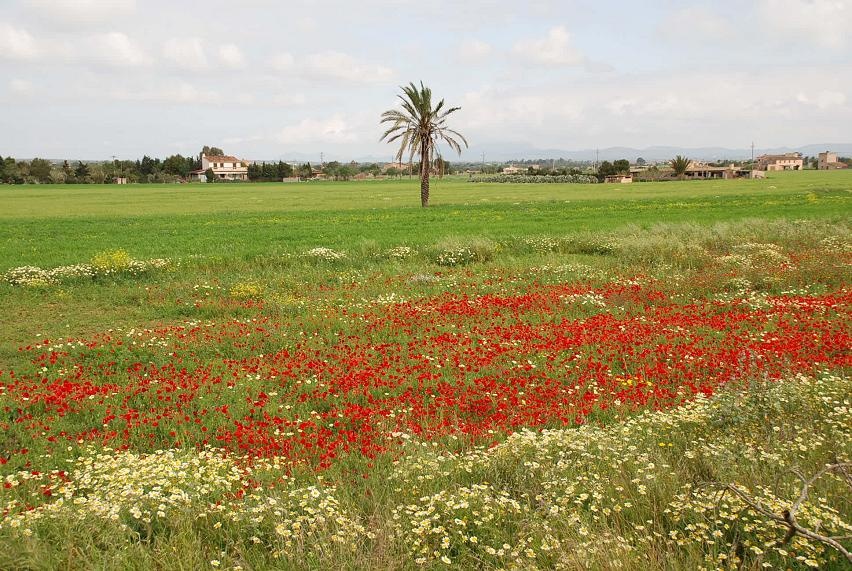 DSC_0543.JPG - Mallorca im Frhling bei Sant Jordi...