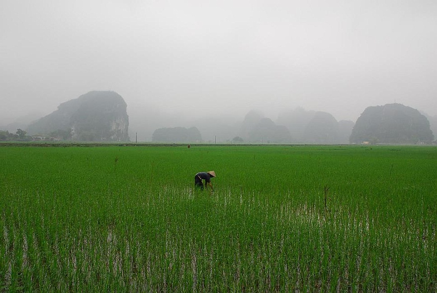 DSC_1370.JPG - Reisfeld bei Tam Coc in der Nhe von Ninh Binh (leicht zu merken, oder?)