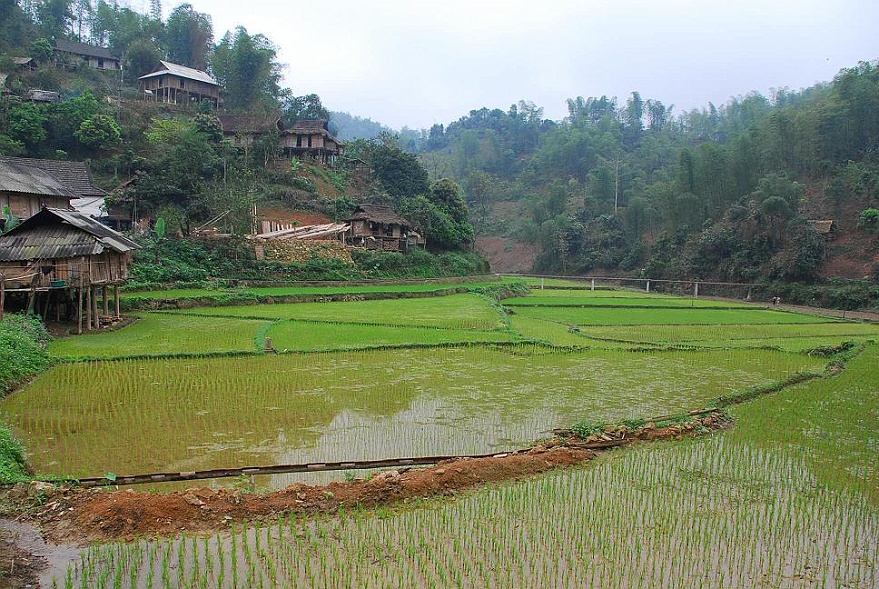 DSC_1535.JPG - Der Ngo Dong in Tam Coc in der Nhe von Ninh Binh? Falsch. Ein Reisfeld in Moc Chau, 150 Kilometer nord-westlich von Hanoi.