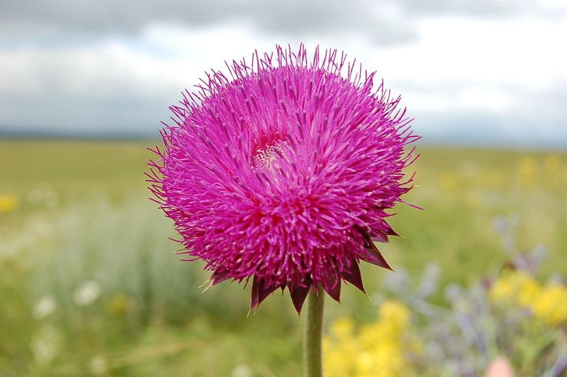 Distel.JPG - ...eine Distelbluete.