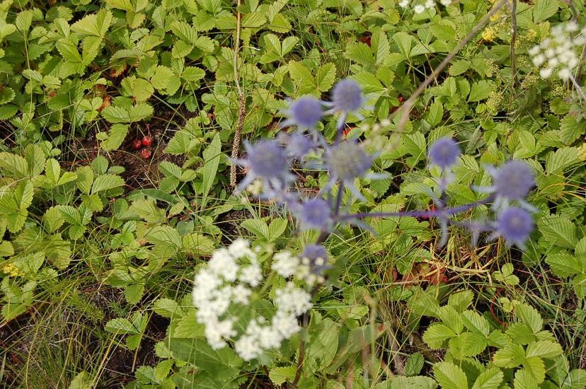 Erdbeeren.JPG - ...unscharfe blaue und weisse, da die Erdbeeren am Boden das Interessante sind - unglaublich aromatisch! 
