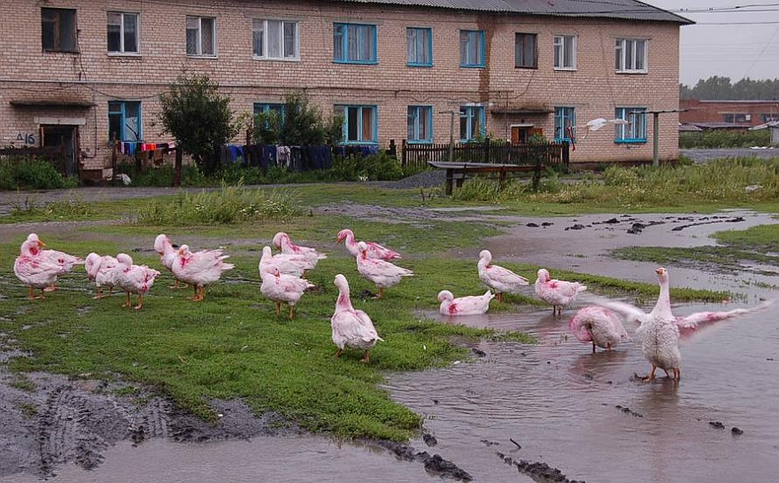 Flamingos.JPG - Russische Flamingos - damit es beim Schlachtfest am Jahresende kein Blutbad mit dem Nachbarzuechter gibt, hat man dieses Federvieh farblich abgesetzt.