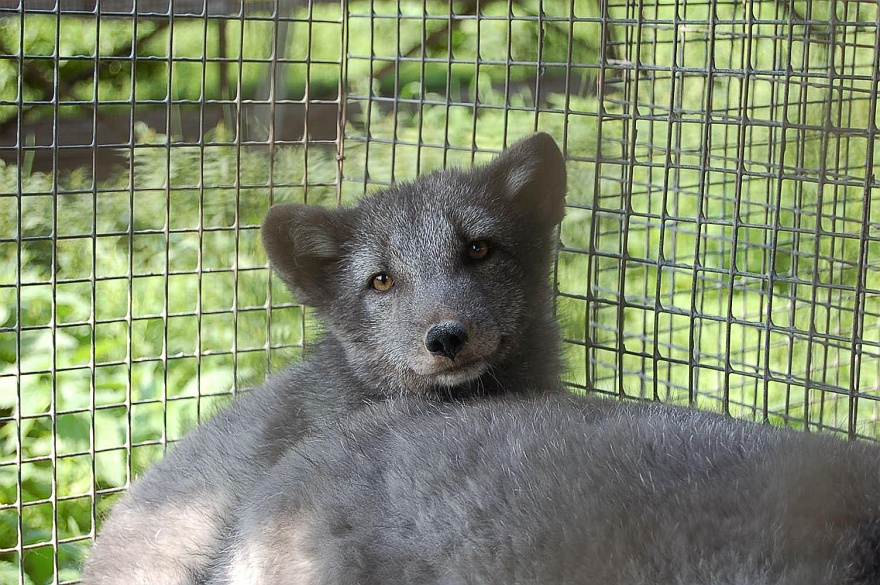 Fuchs.JPG - Ein Polarfuchs "Variante Blaufuchs", durchs Gitter, etwas naeher betrachtet. 
