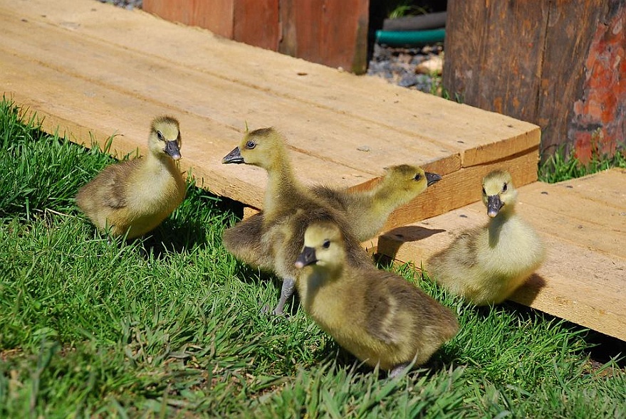 DSC_1789.JPG - Unsere fnf im Garten - 10 Tage alt.