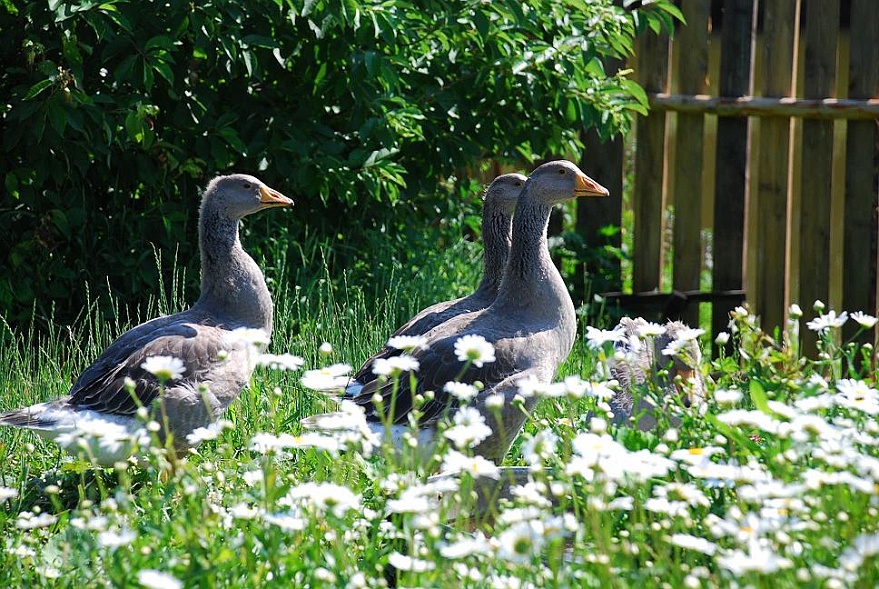 DSC_2136.JPG - Im Garten bei uns.