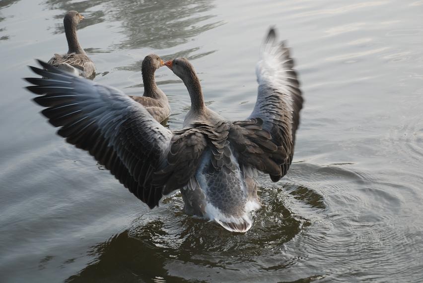 DSC_2886.JPG - Das geht auch im Wasser.